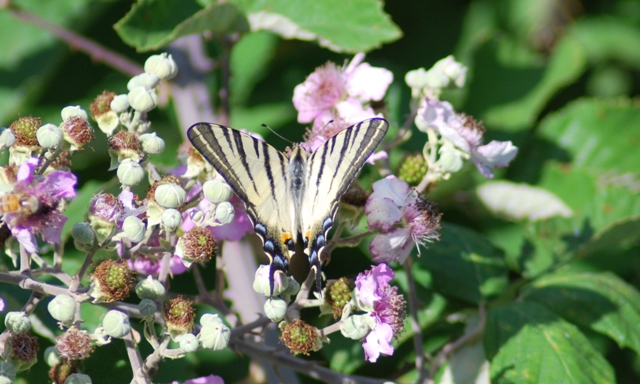 Sconosciuta - Iphiclides podalirius